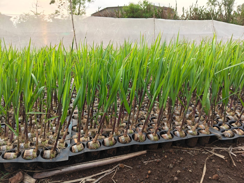 Nursery seedling showcase 3