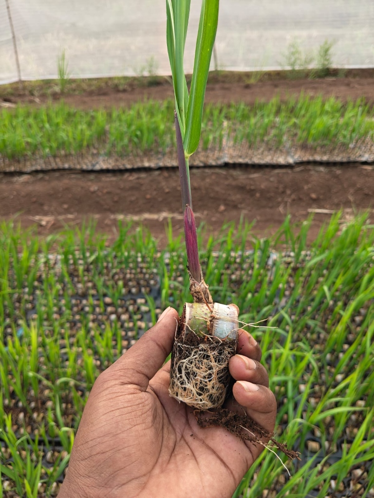 Nursery seedling showcase 4