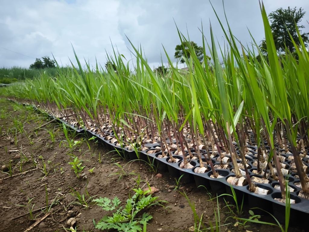 Close up of sugarcane seedlings in nursery trays