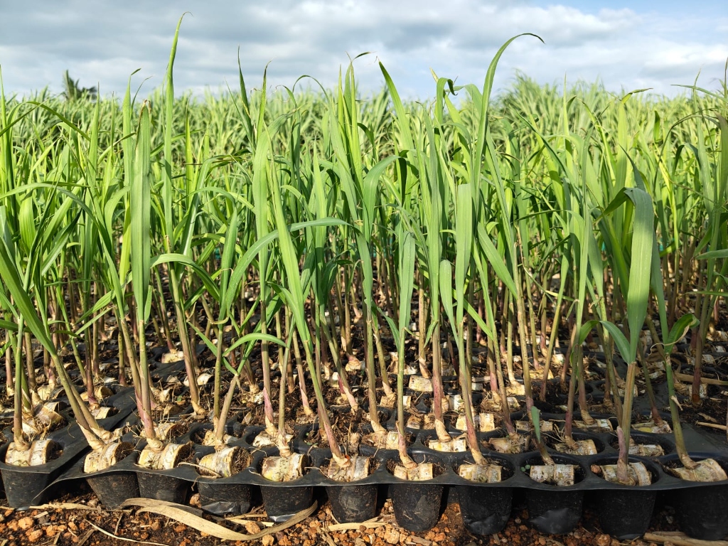 Sugarcane variety Co 86032